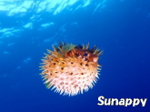 sunappy�t�H�g