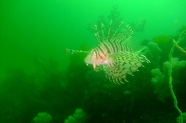 �܂䂿��̉摜����1