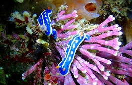 �܂䂿��̉摜����8