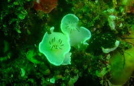 �܂䂿��̉摜����9