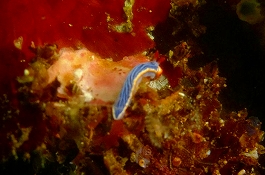 �܂䂿��̉摜����10