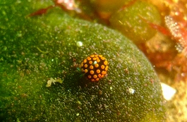 �܂䂿��̉摜����11