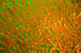 �܂䂿��̉摜����3