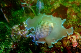 �܂䂿��̉摜����4