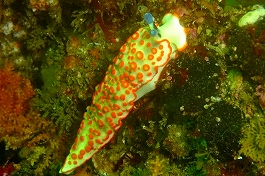 �܂䂿��̉摜����5