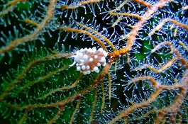 �܂䂿��̉摜����6