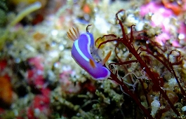 �܂䂿��̉摜����7