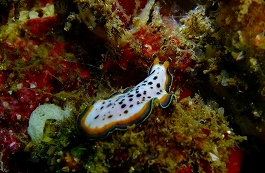 �܂䂿��̉摜����14