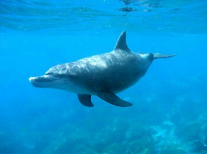 2006�䑠���h���t�B��2