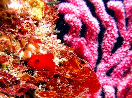 �̂Ԃ���̎ʐ^