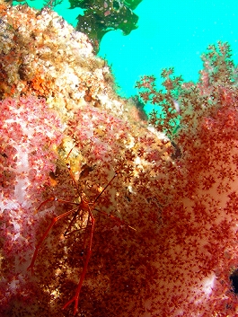 �̂Ԃ���̎ʐ^