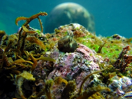 �̂Ԃ���̎ʐ^