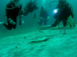 �̂Ԃ���̎ʐ^