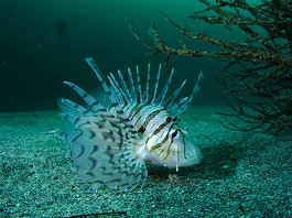 �̂Ԃ���̎ʐ^