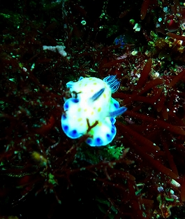 ����[������̎ʐ^