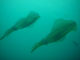 ����[������̎ʐ^