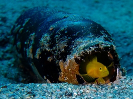 �I�J�^����̉摜����2