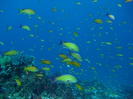 �I�J�^����̉摜����4