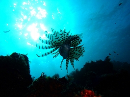 �I�J�^����̉摜����3