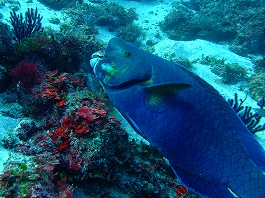 �I�J�^����̉摜����5