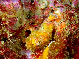 �I�J�^����̉摜����6