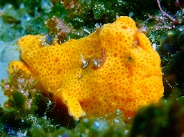 �n�j�`�s�`����̎ʐ^2