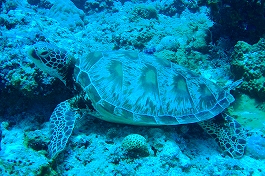 �p���I�c�A�[�V�c����摜10