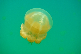 �p���I�c�A�[�V�c����摜11