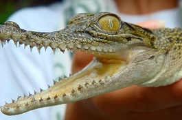 �p���I�c�A�[�V�c����摜13