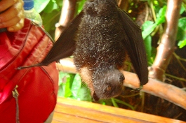 �p���I�c�A�[�V�c����摜14