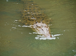 �p���I�c�A�[�V�c����摜15