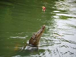 �p���I�c�A�[�V�c����摜17