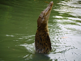 �p���I�c�A�[�V�c����摜18