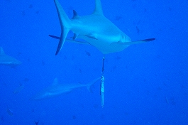 �p���I�c�A�[�V�c����摜7