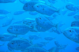 �p���I�c�A�[�V�c����摜8