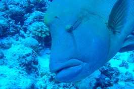 �p���I�c�A�[�V�c����摜9