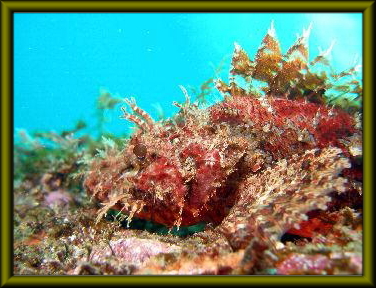 アイラブダイビング賞作品