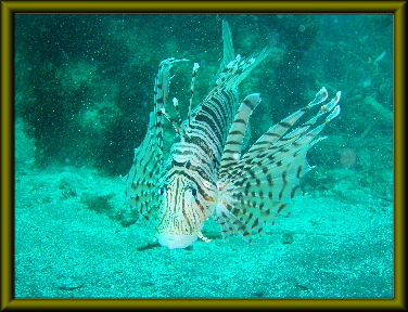 オリンパス賞作品