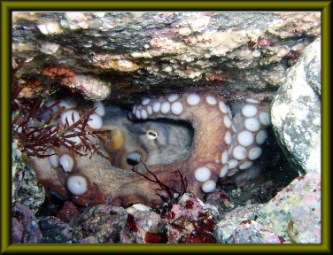 アイラブダイビング賞作品