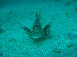 �x�r-11�l�̎ʐ^2